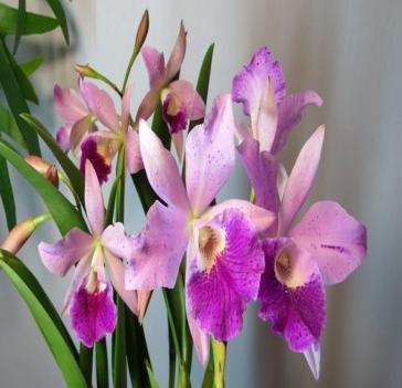 22 Makai Magumi X Ctt Loog Tune Orchid World 100mm Pot Cattleya Orchid Aranbeem Orchids