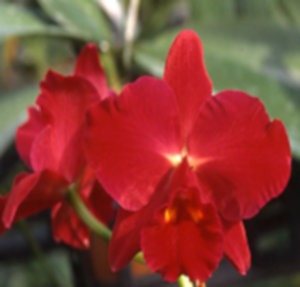 A659 Pot. Kozo's Scarlet 'Vieni' Orchid Flask - $70 - Cattleya Orchid