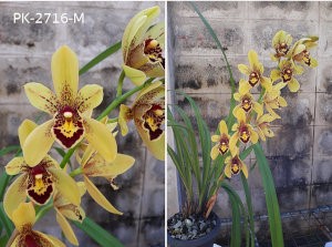 A840 Cym. Rojabutra '# 1' - 50mm pot - Other Genera Orchid - Aranbeem  Orchids